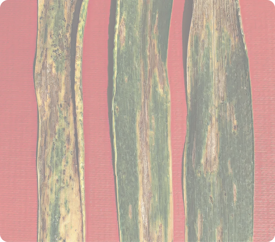 Prosaro à pleine dose, efficacité dégradée